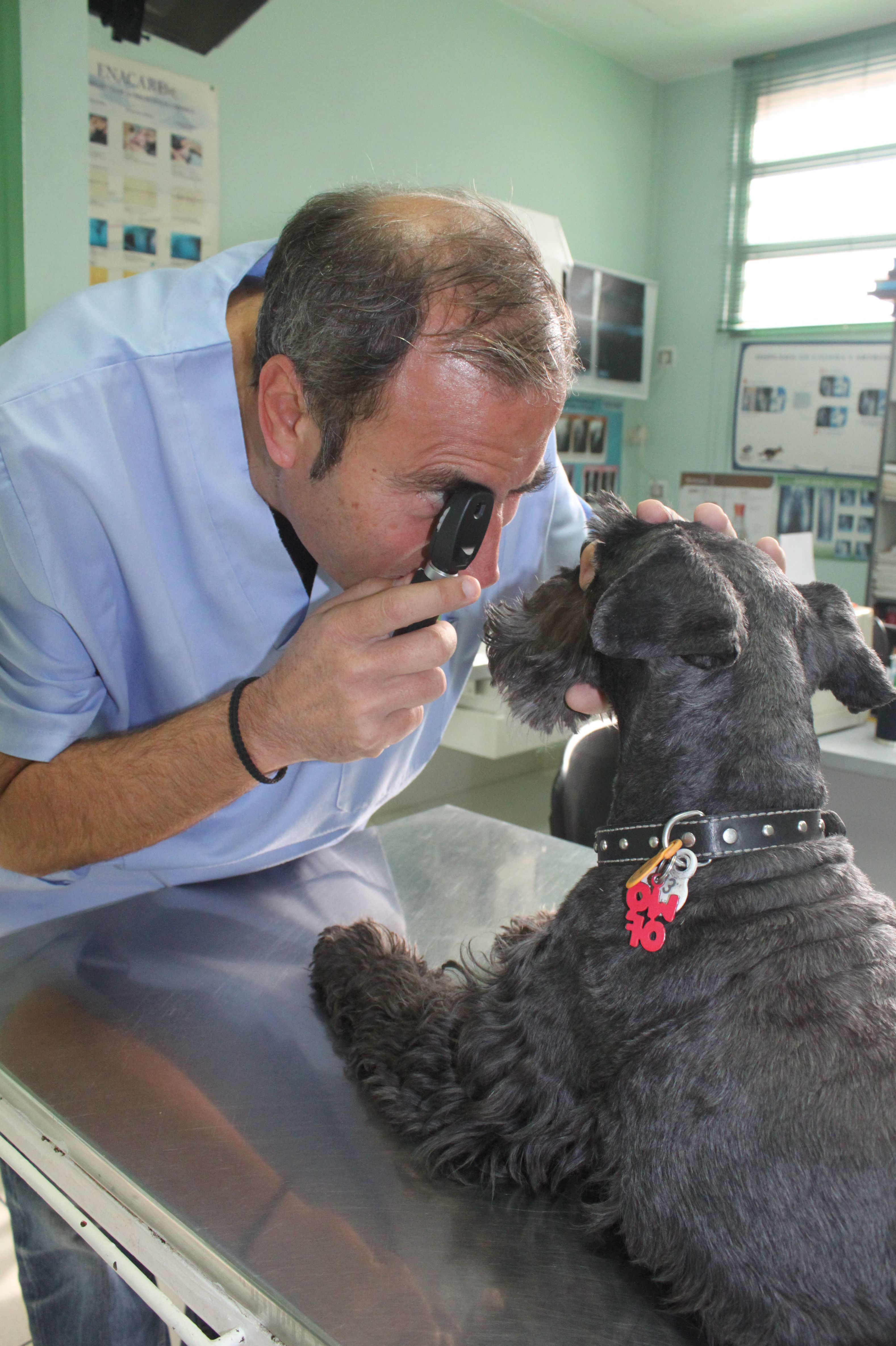 Foto 30 de Veterinarios en  | Argos Clínica Veterinaria