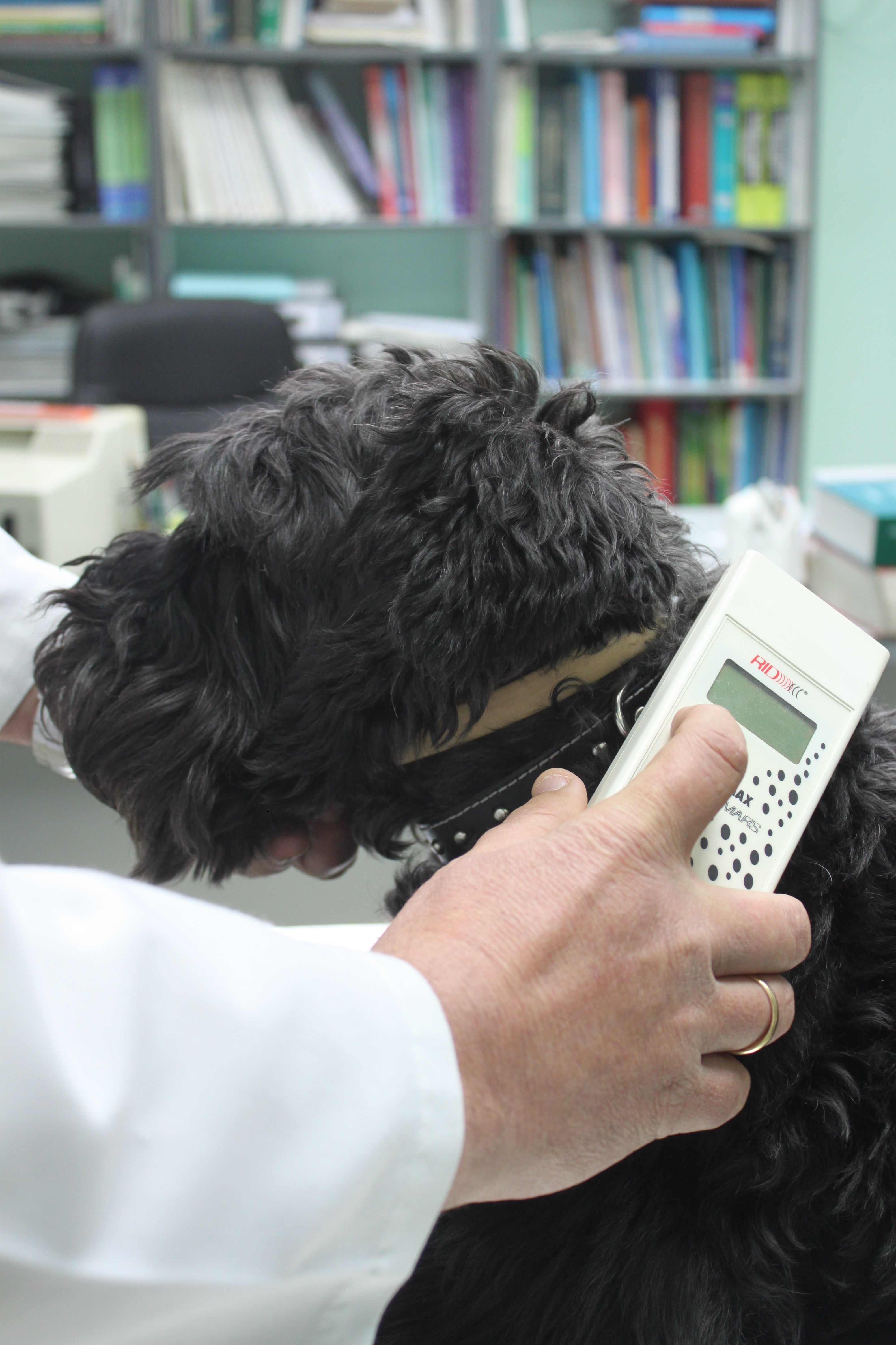 Microchip para perros Zaragoza: Nuestros Servicios de Argos Clínica Veterinaria