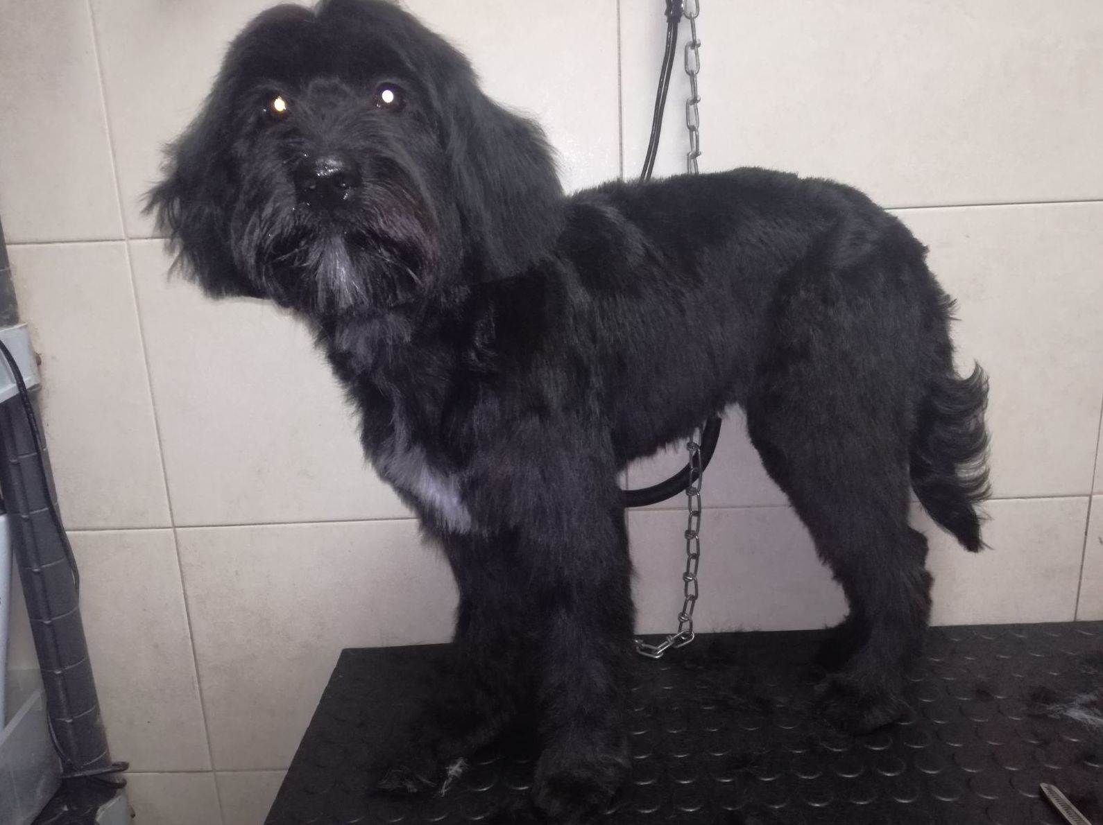 Peluqueria Canina y Felina : Peluqueria Canina y Felina de Clínica Veterinaria Las Musas Peluqueria Canina y Felina : Peluqueria Canina y Felina de Clínica Veterinaria Las Musas