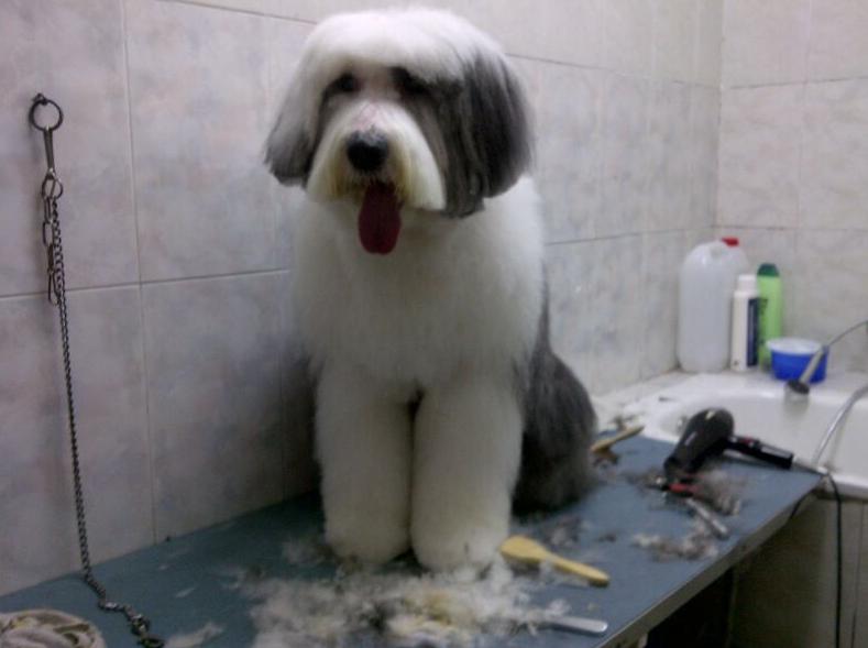 Peluqueria Canina y Felina : Peluqueria Canina y Felina de Clínica Veterinaria Las Musas Peluqueria Canina y Felina : Peluqueria Canina y Felina de Clínica Veterinaria Las Musas