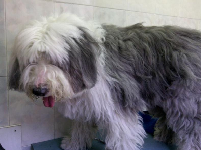 Antes Antes