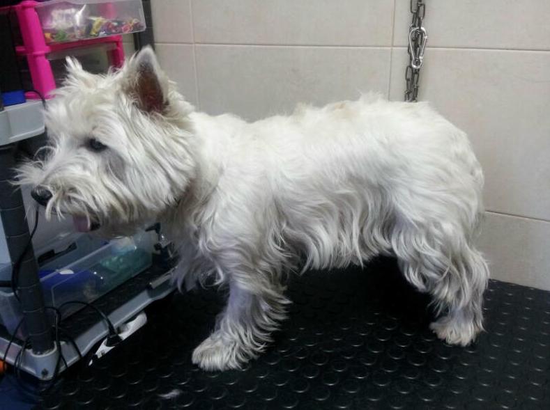 Antes Antes