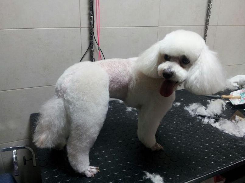 Despues corte Caniche, Corte pantalón Despues corte Caniche, Corte pantalón