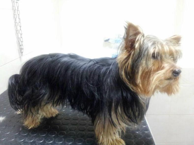 Antes Antes