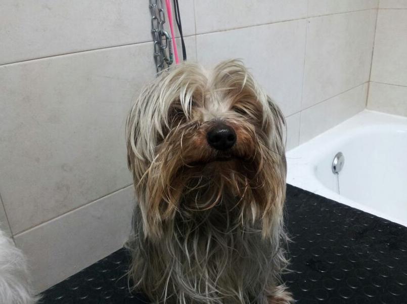 Antes Antes