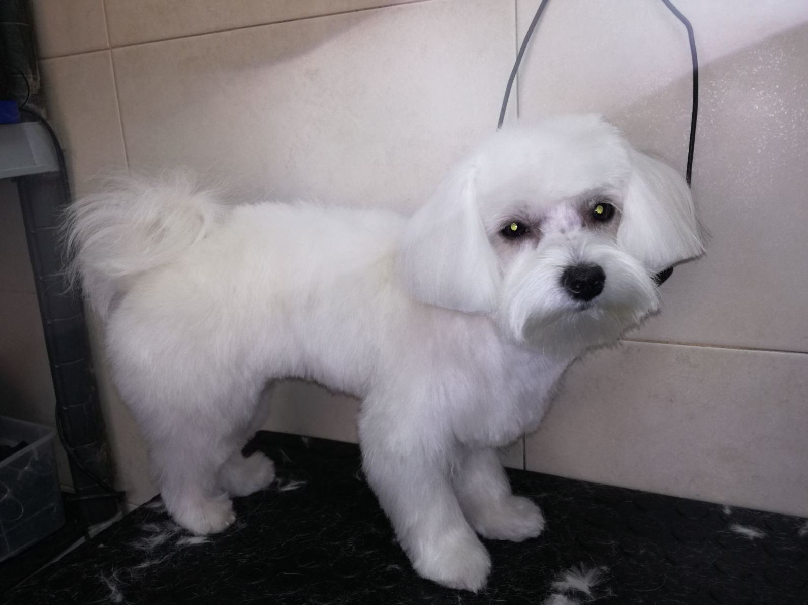 Peluqueria Canina y Felina : Peluqueria Canina y Felina de Clínica Veterinaria Las Musas Peluqueria Canina y Felina : Peluqueria Canina y Felina de Clínica Veterinaria Las Musas