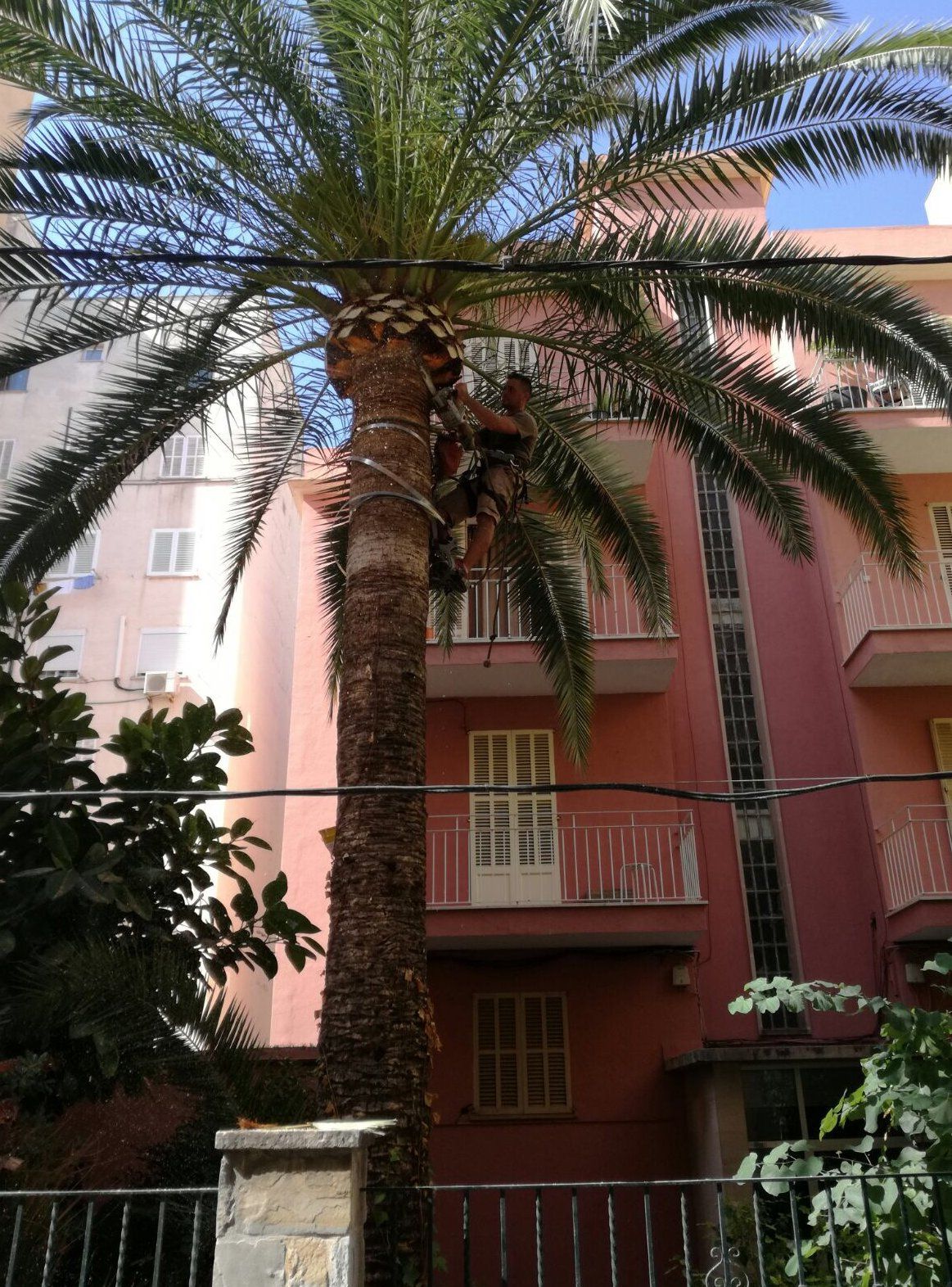 Poda de altura: Servicios de Jardines Jasa Poda de altura: Servicios de Jardines Jasa