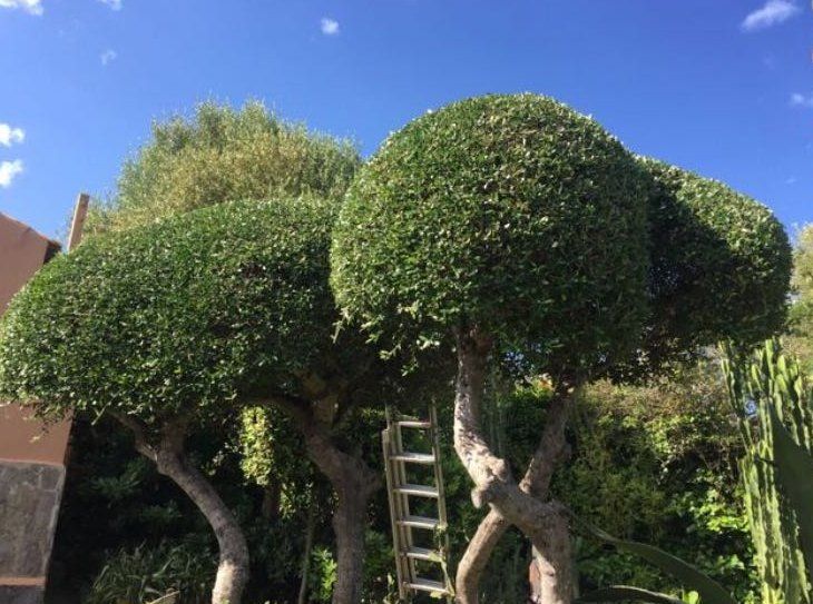 Diseño y mantenimiento de jardines: Servicios de Jardines Jasa Diseño y mantenimiento de jardines: Servicios de Jardines Jasa