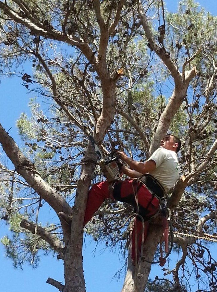 Poda de altura: Servicios de Jardines Jasa Poda de altura: Servicios de Jardines Jasa