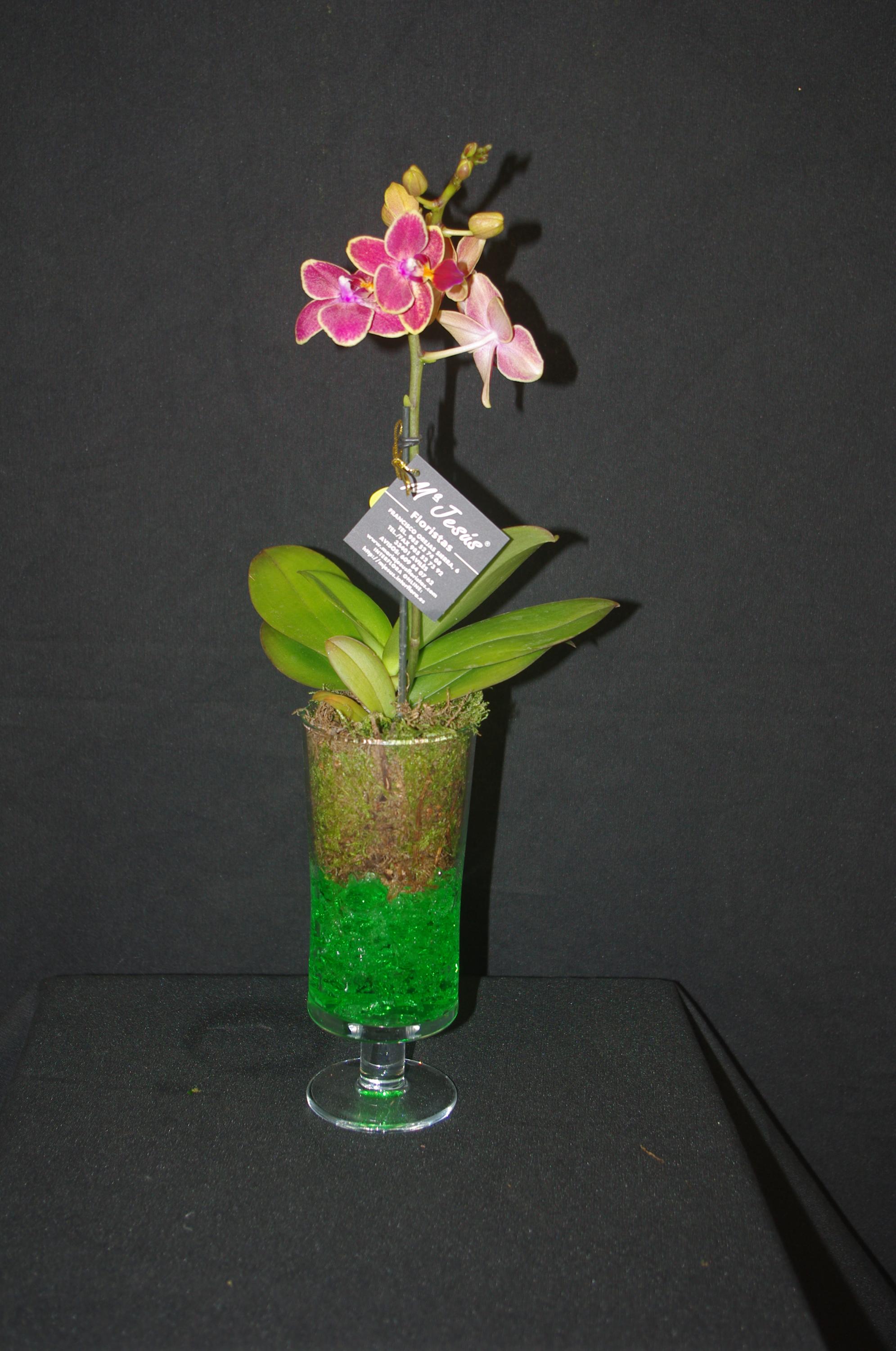 phalaenopsis mini