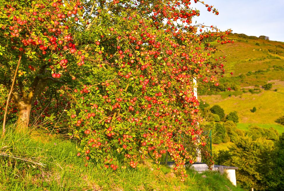 Sidra Riestra, sidra natural en Sariego