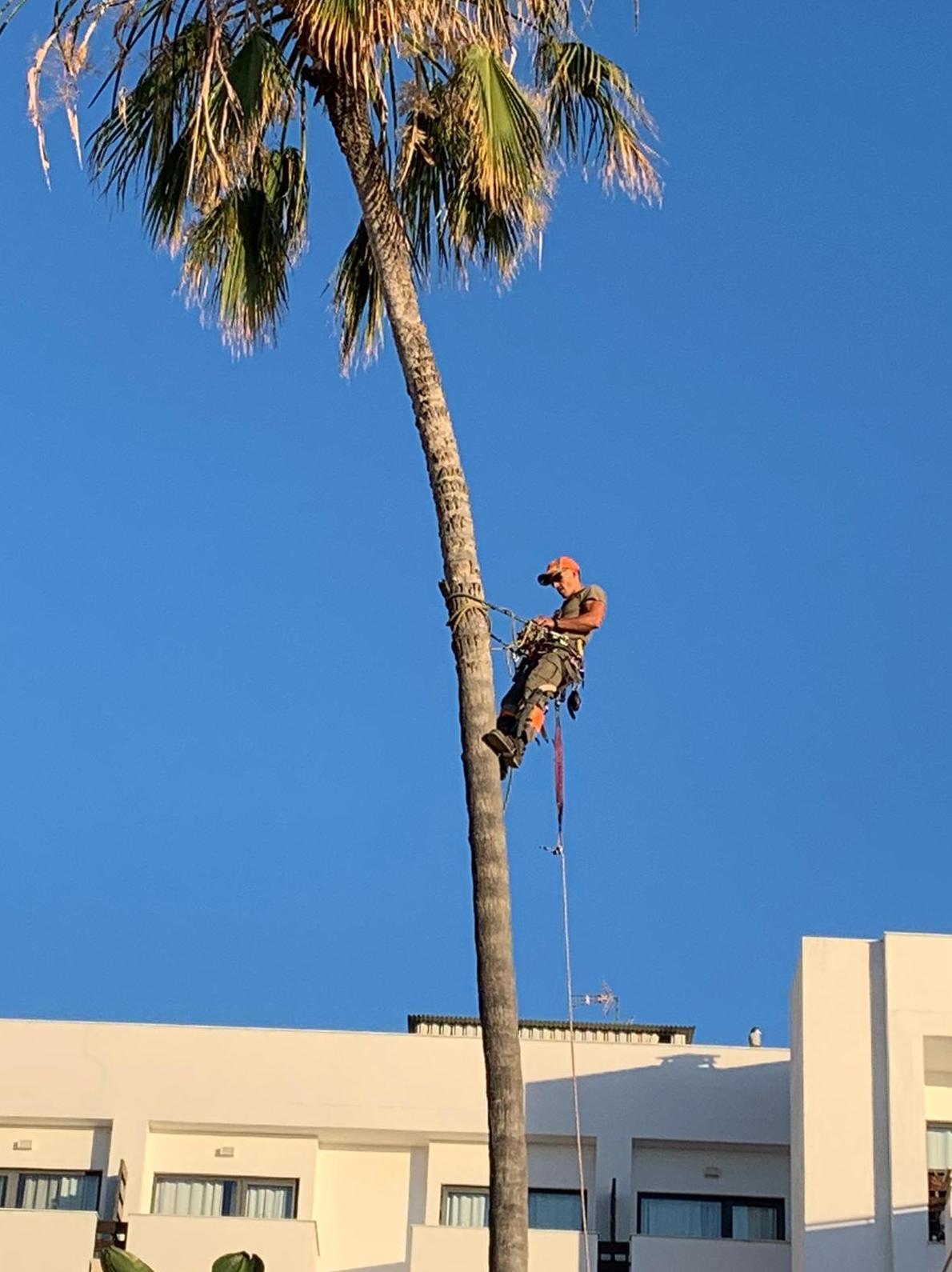 Jardiplant  realiza poda de palmeras en altura 