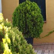 Jardinería: Tipos de carpas de Carpas GPI Jardinería: Tipos de carpas de Carpas GPI