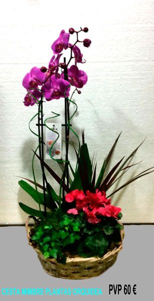 Cesta mimbre plantas orquídea 60,00 € Cesta mimbre plantas orquídea 60,00 €