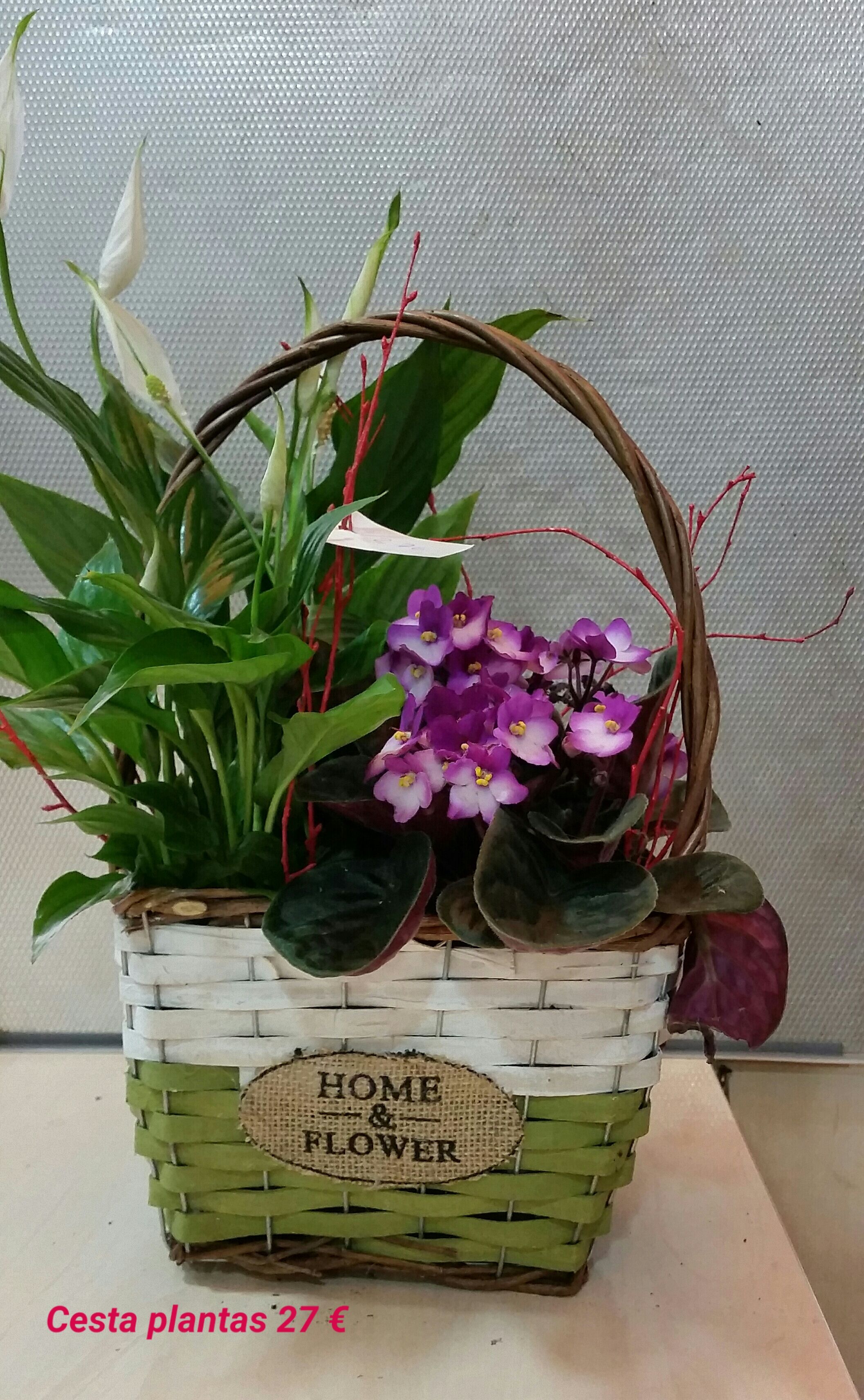 Cesta planta 27 € Cesta planta 27 €