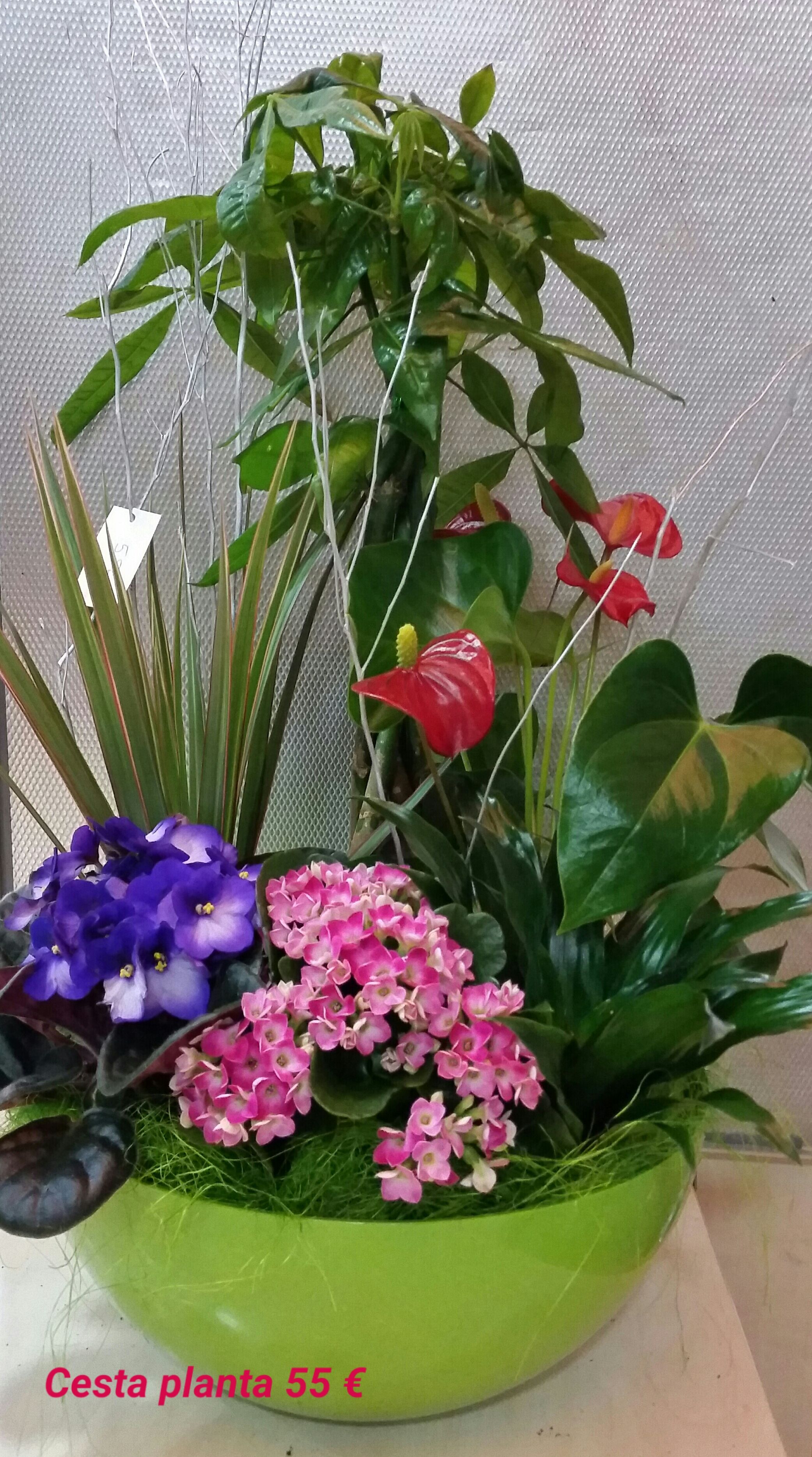 Cesta planta 55 € Cesta planta 55 €