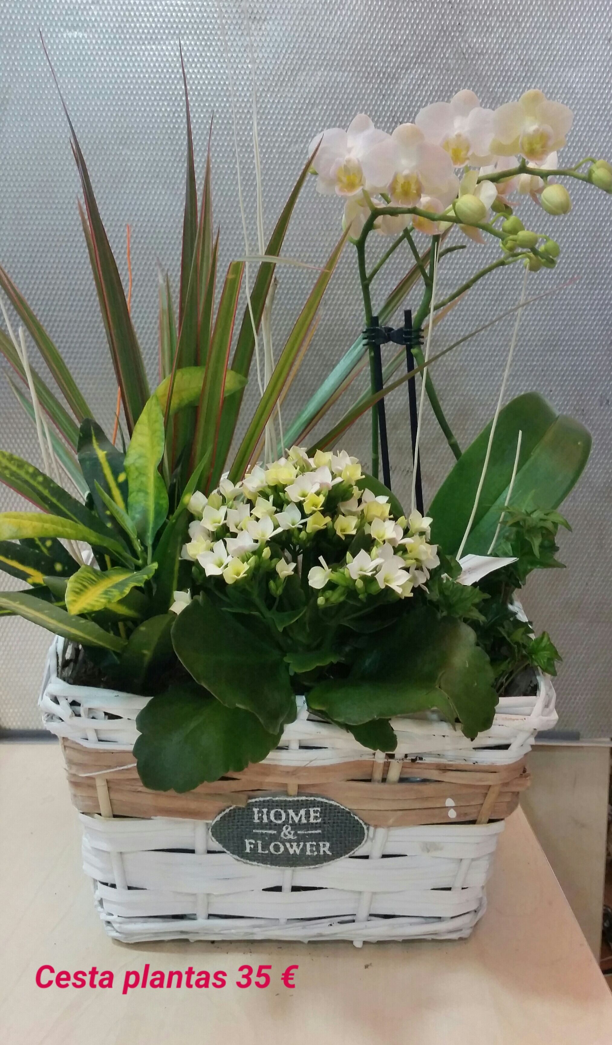 Cesta planta 35 € Cesta planta 35 €