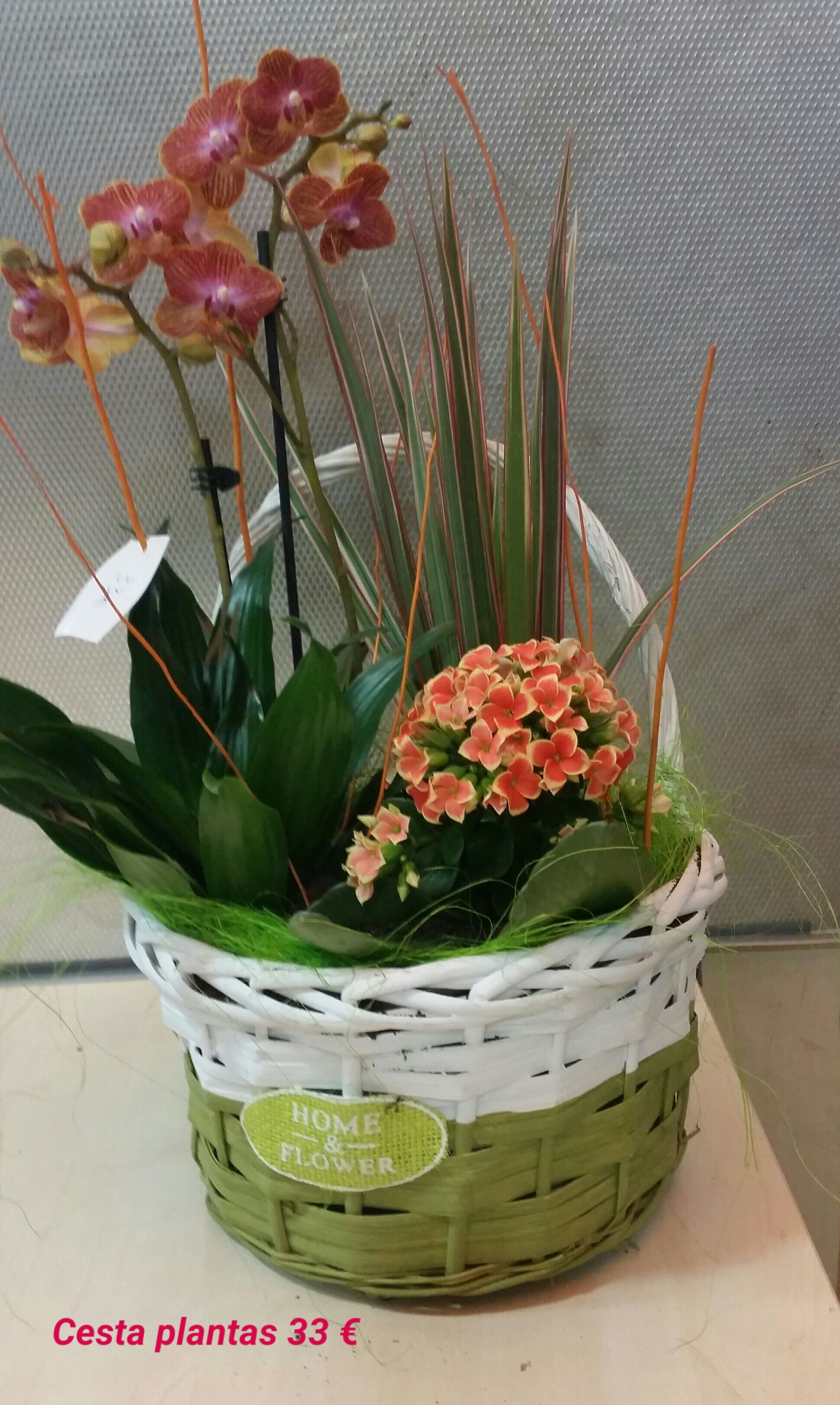 Cesta planta 33 € Cesta planta 33 €