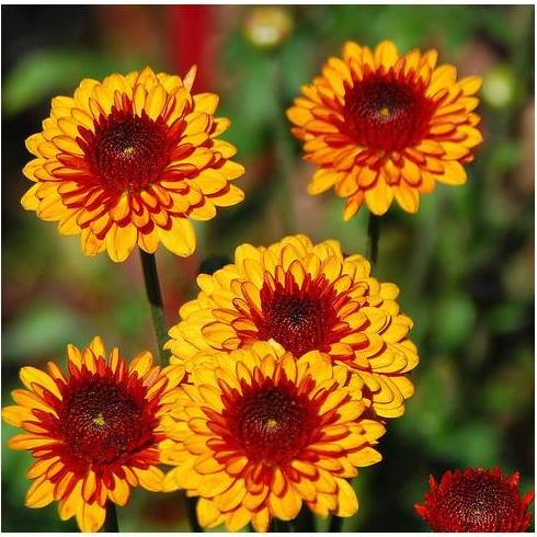 Mantenimiento de jardines: Mantenimiento y limpieza de Lisclean Mantenimiento de jardines: Mantenimiento y limpieza de Lisclean