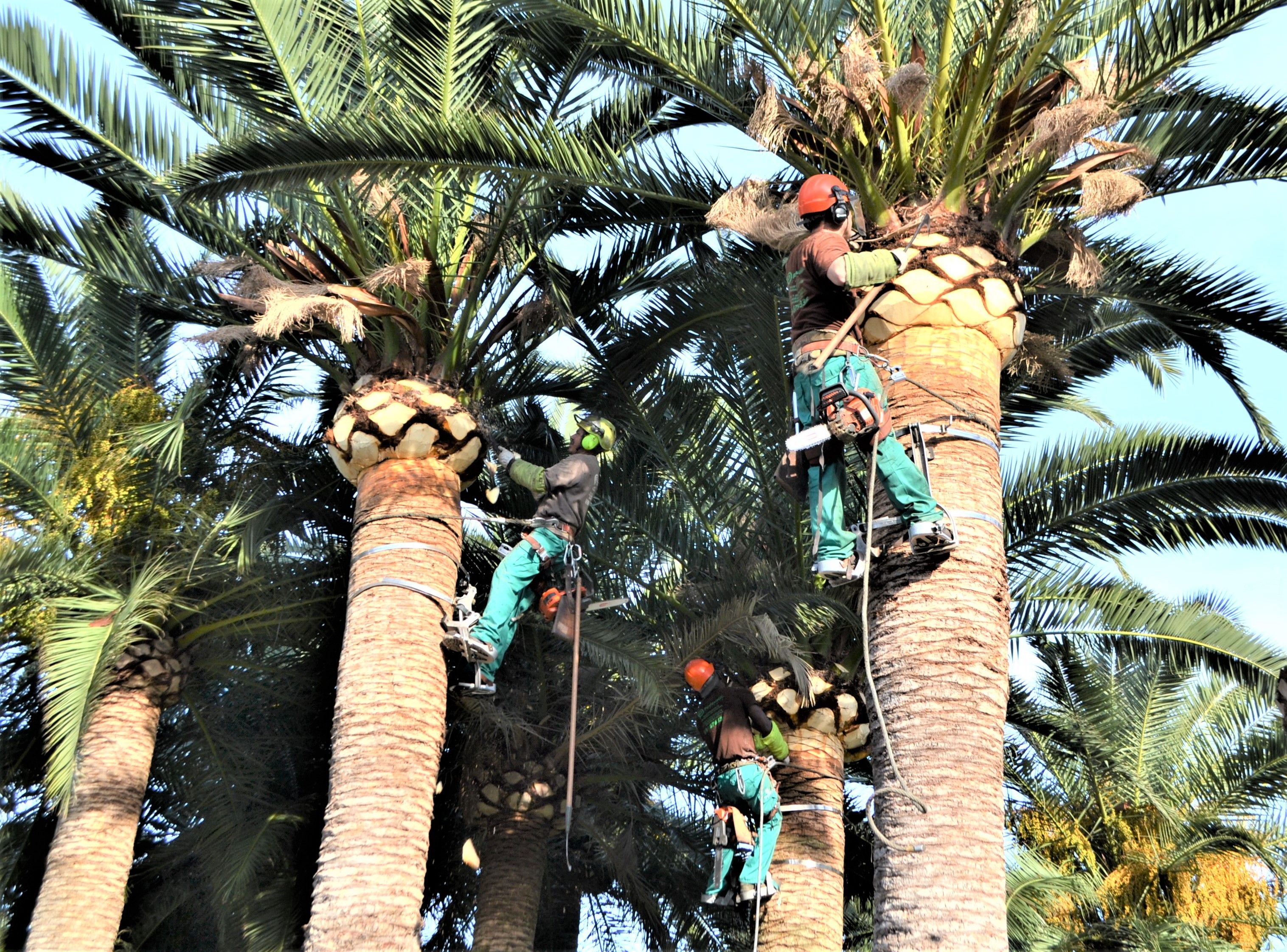 Poda de árboles ornamentales y palmeras: servicios de Podavalti Poda de árboles ornamentales y palmeras: servicios de Podavalti