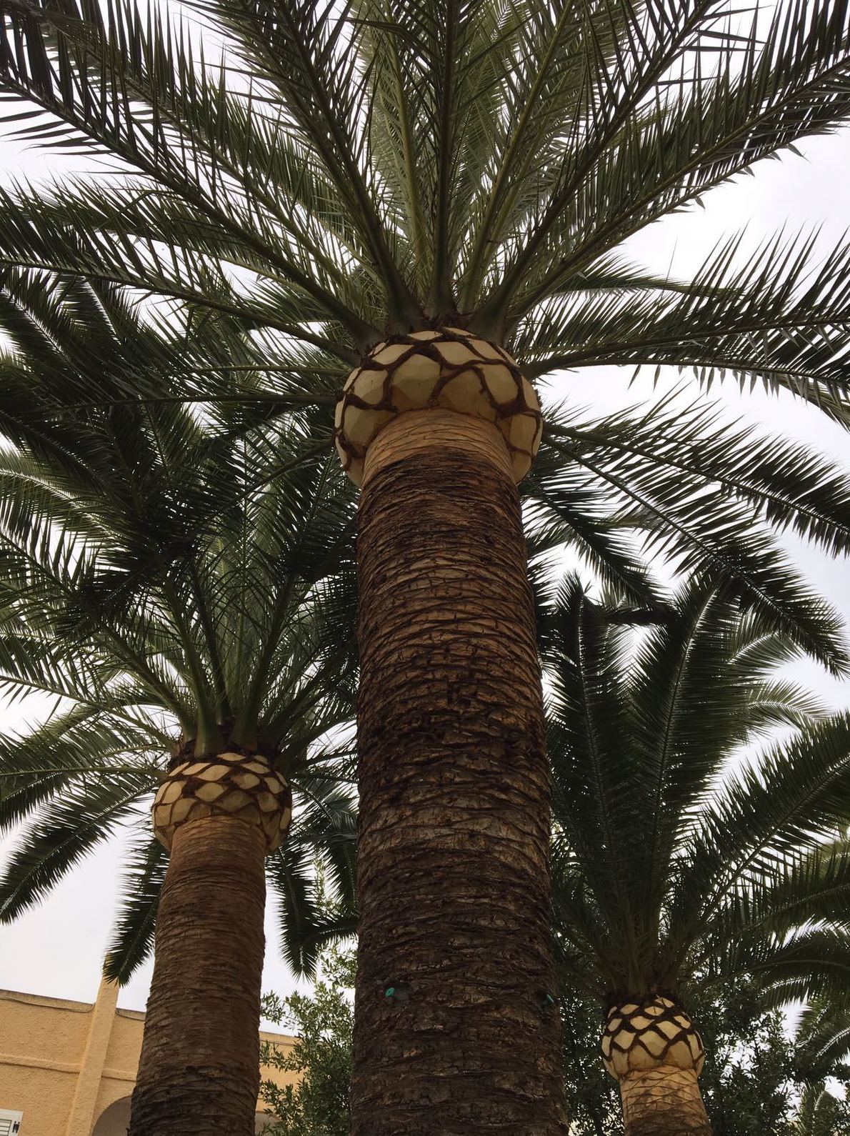 Poda de árboles ornamentales y palmeras: servicios de Podavalti Poda de árboles ornamentales y palmeras: servicios de Podavalti