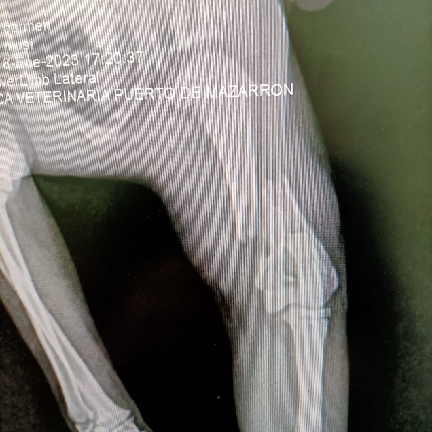 Traumatología y cirugía ortopédica: Servicios de Clínica principal Veterinaria Puerto Mazarrón Traumatología y cirugía ortopédica: Servicios de Clínica principal Veterinaria Puerto Mazarrón