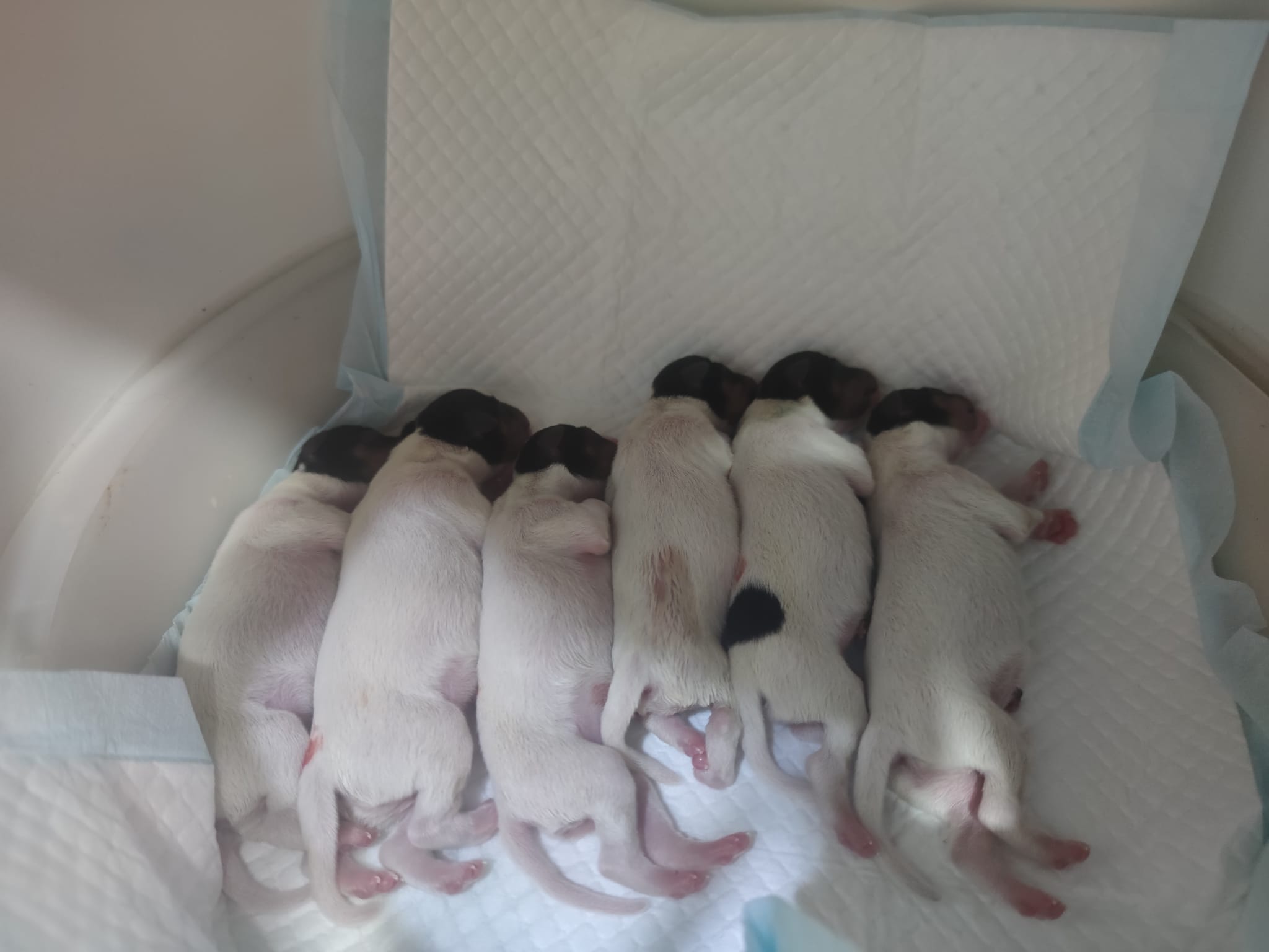 Cachorros nacidos por cesárea en nuestra clínica