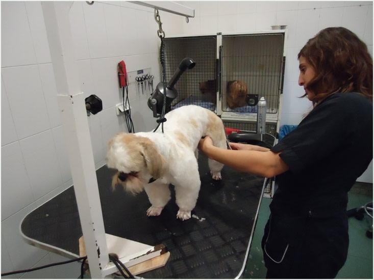 Peluquería: Servicios de Clínica principal Veterinaria Puerto Mazarrón Peluquería: Servicios de Clínica principal Veterinaria Puerto Mazarrón
