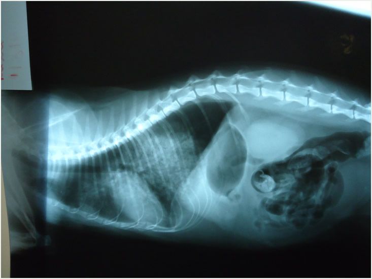 Radiología digital: Servicios de Clínica principal Veterinaria Puerto Mazarrón Radiología digital: Servicios de Clínica principal Veterinaria Puerto Mazarrón