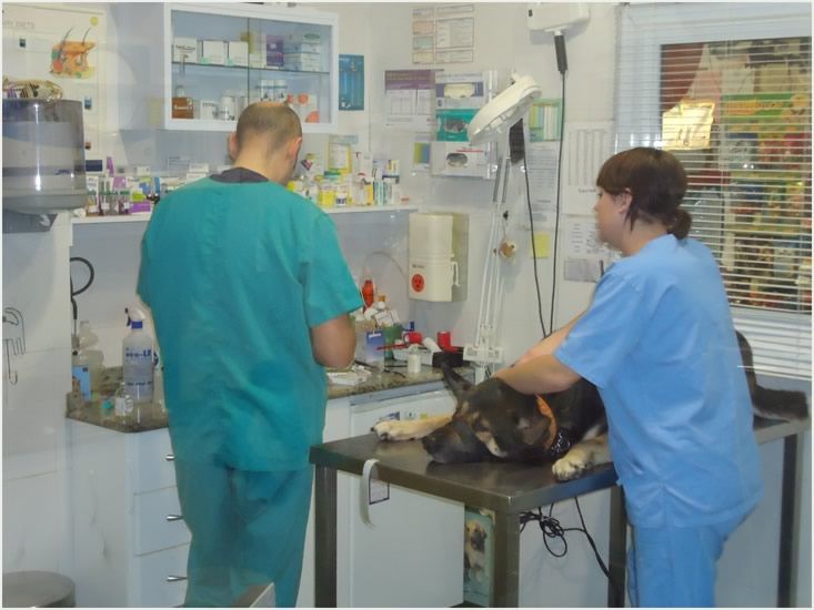 Ecografías: Servicios de Clínica principal Veterinaria Puerto Mazarrón Ecografías: Servicios de Clínica principal Veterinaria Puerto Mazarrón