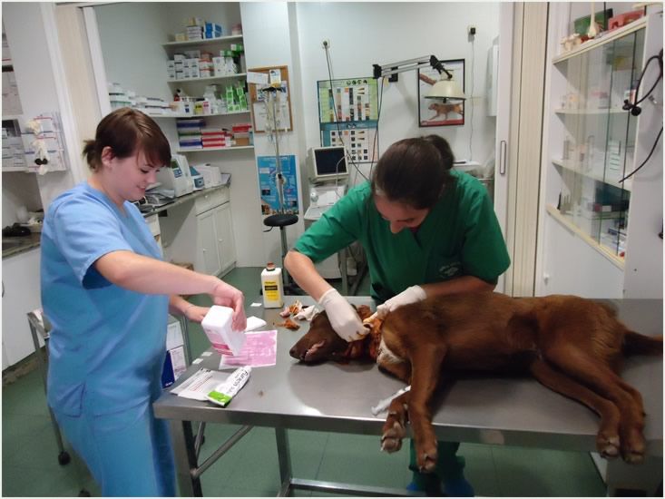 Fibroendoscopio: Servicios de Clínica principal Veterinaria Puerto Mazarrón Fibroendoscopio: Servicios de Clínica principal Veterinaria Puerto Mazarrón