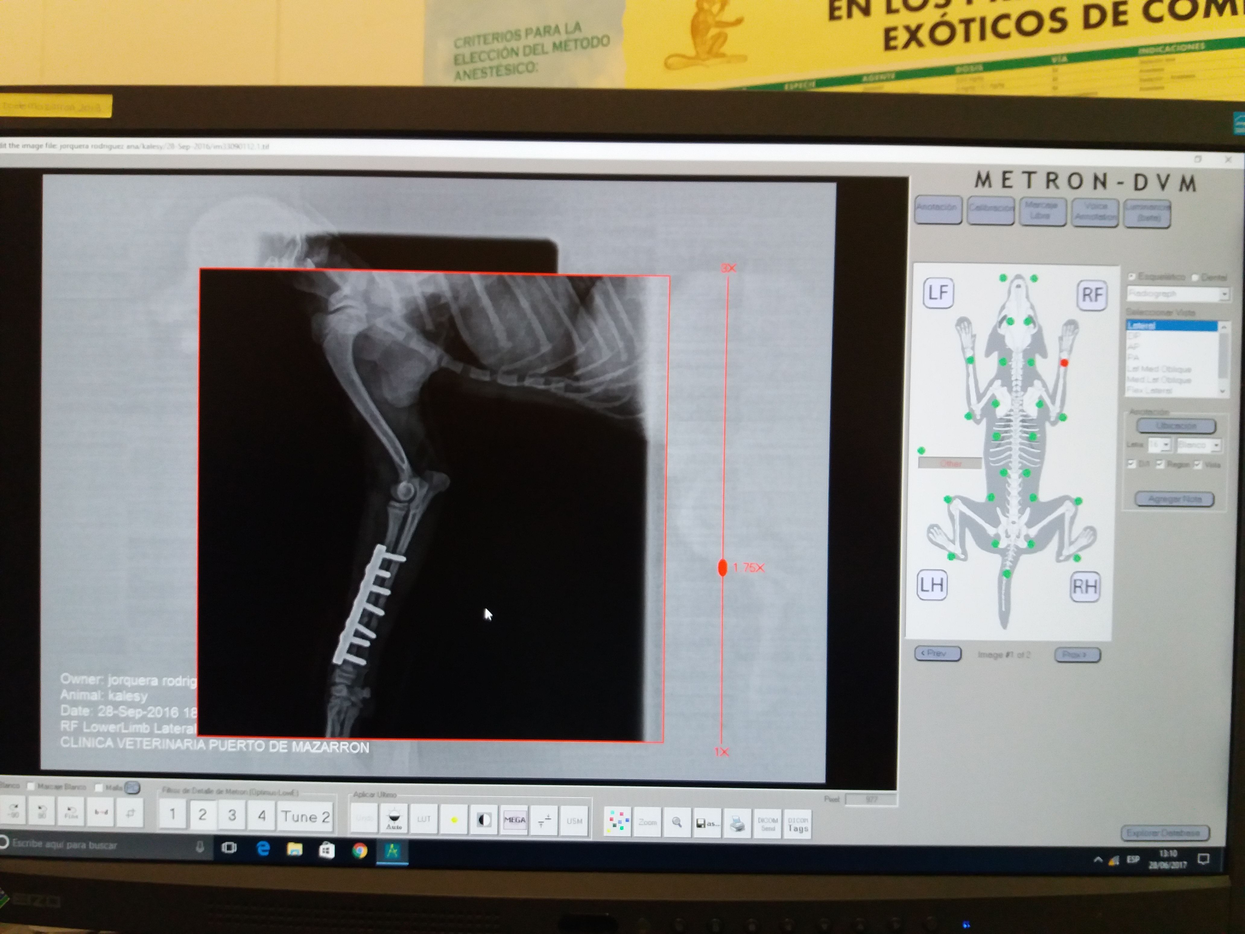 Traumatología y cirugía ortopédica: Servicios de Clínica principal Veterinaria Puerto Mazarrón Traumatología y cirugía ortopédica: Servicios de Clínica principal Veterinaria Puerto Mazarrón