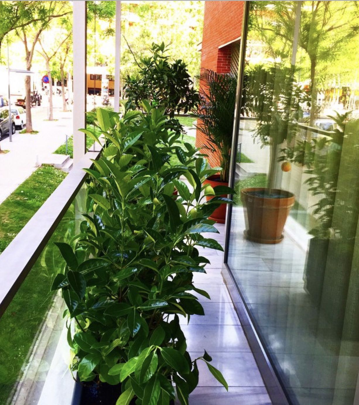 Servicio integral de jardinería: Servicios de Sarria Flors Servicio integral de jardinería: Servicios de Sarria Flors