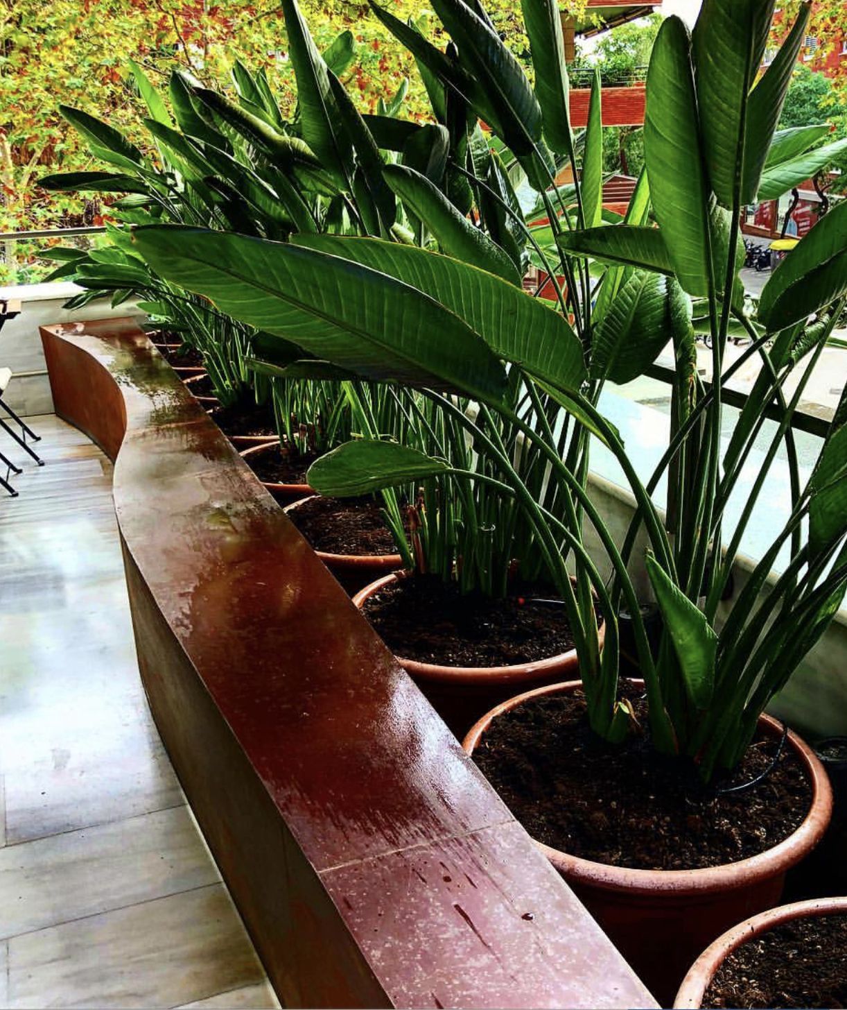 Servicio integral de jardinería: Servicios de Sarria Flors Servicio integral de jardinería: Servicios de Sarria Flors