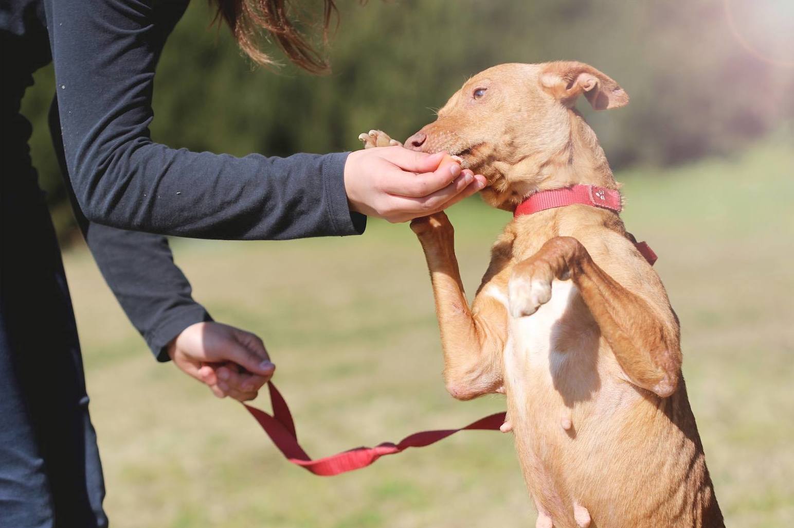 Adopciones caninas: Servicios de Centre Caní De Pedracastell Adopciones caninas: Servicios de Centre Caní De Pedracastell