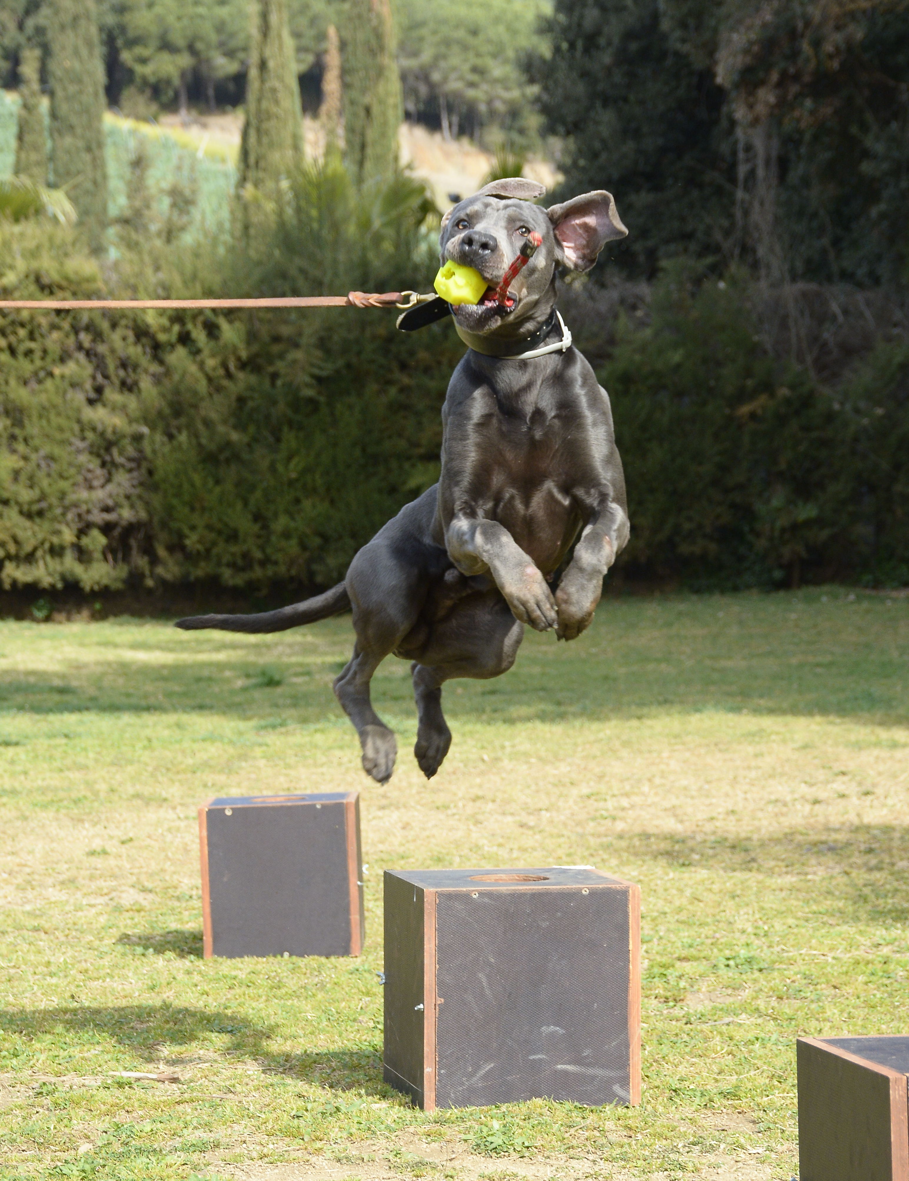 Perros k9: Servicios de Centre Caní De Pedracastell Perros k9: Servicios de Centre Caní De Pedracastell