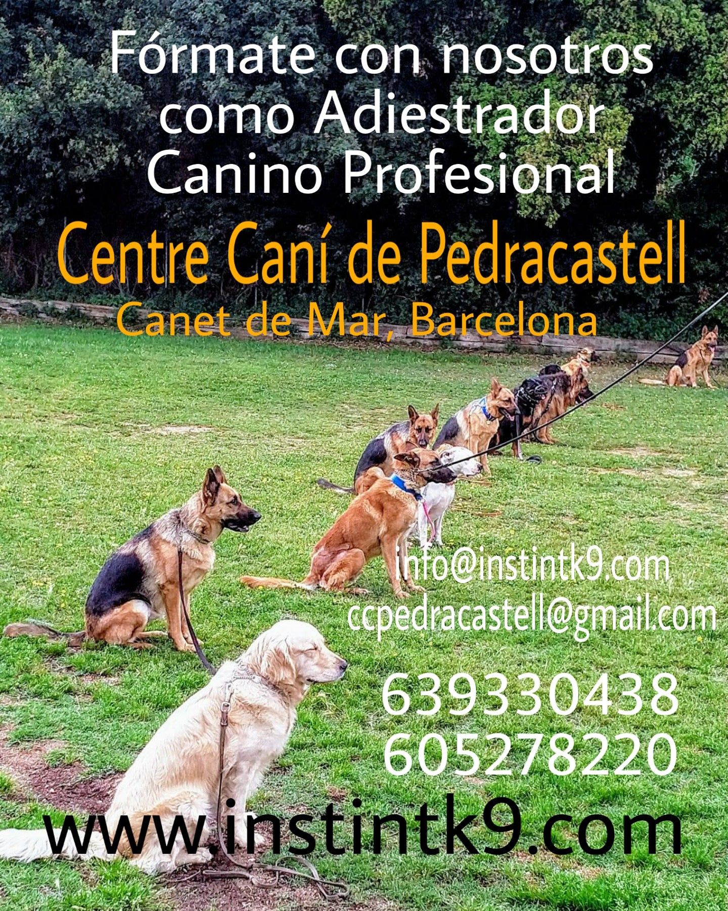 Formación para profesionales: Servicios de Centre Caní De Pedracastell Formación para profesionales: Servicios de Centre Caní De Pedracastell