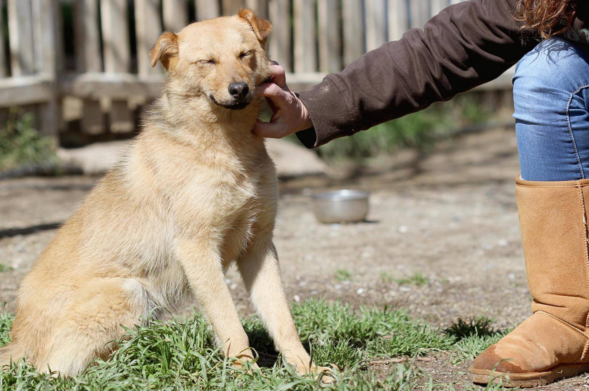 Adopciones caninas: Servicios de Centre Caní De Pedracastell Adopciones caninas: Servicios de Centre Caní De Pedracastell
