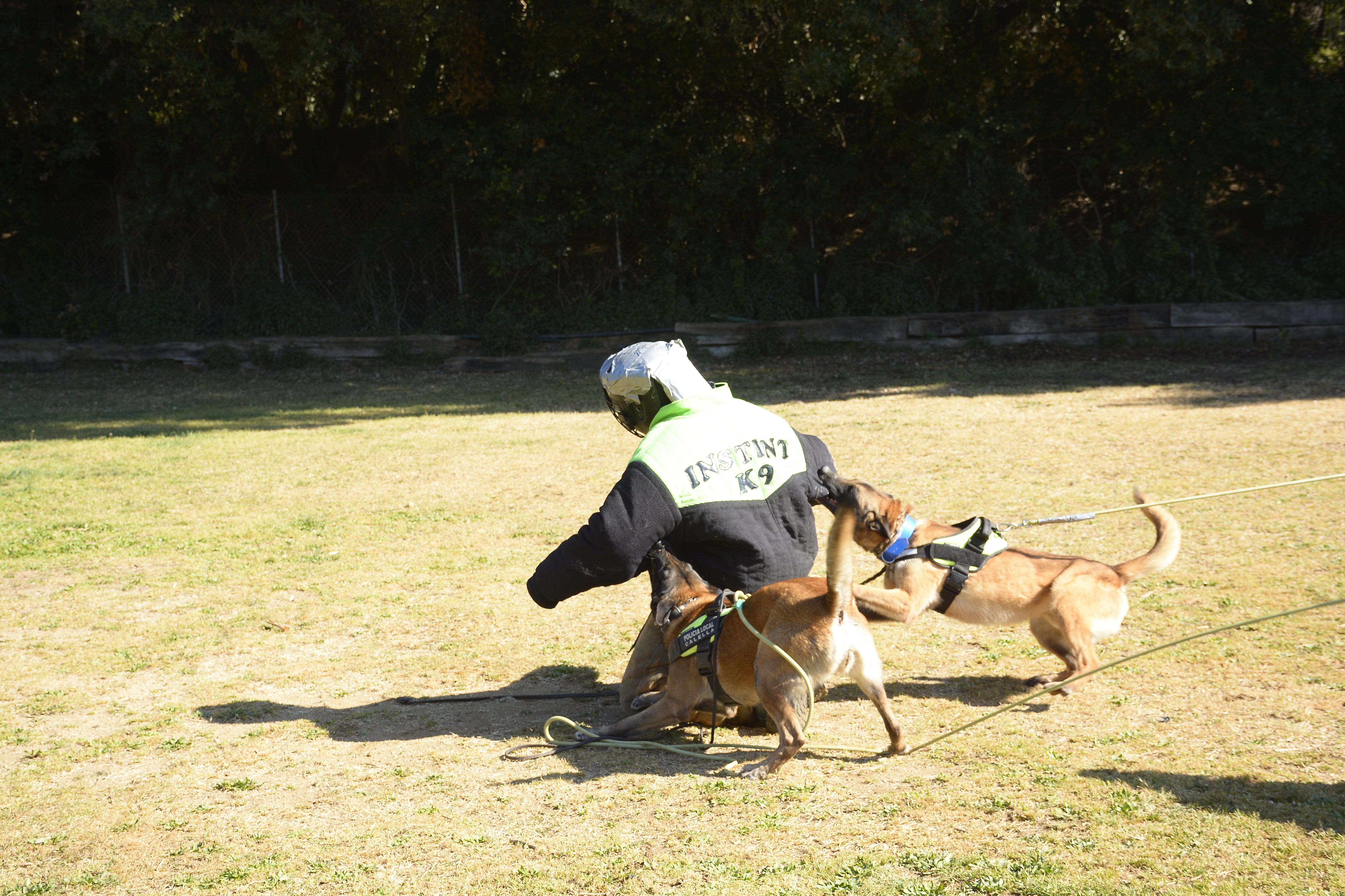 Perros k9: Servicios de Centre Caní De Pedracastell Perros k9: Servicios de Centre Caní De Pedracastell