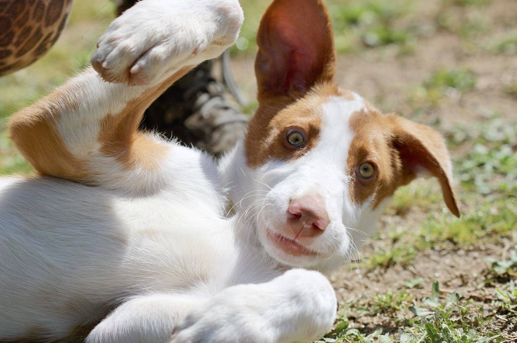 Adopciones caninas: Servicios de Centre Caní De Pedracastell Adopciones caninas: Servicios de Centre Caní De Pedracastell