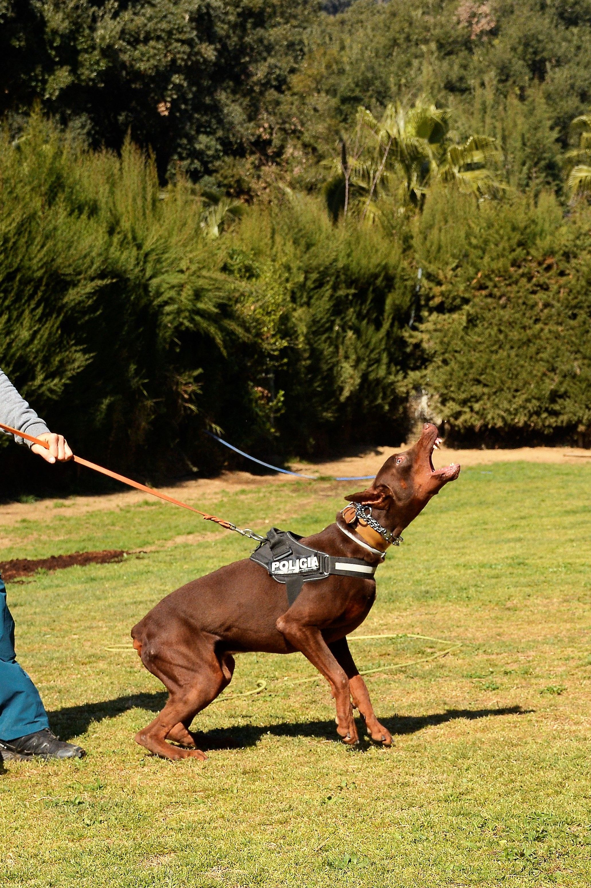 Perros k9: Servicios de Centre Caní De Pedracastell Perros k9: Servicios de Centre Caní De Pedracastell