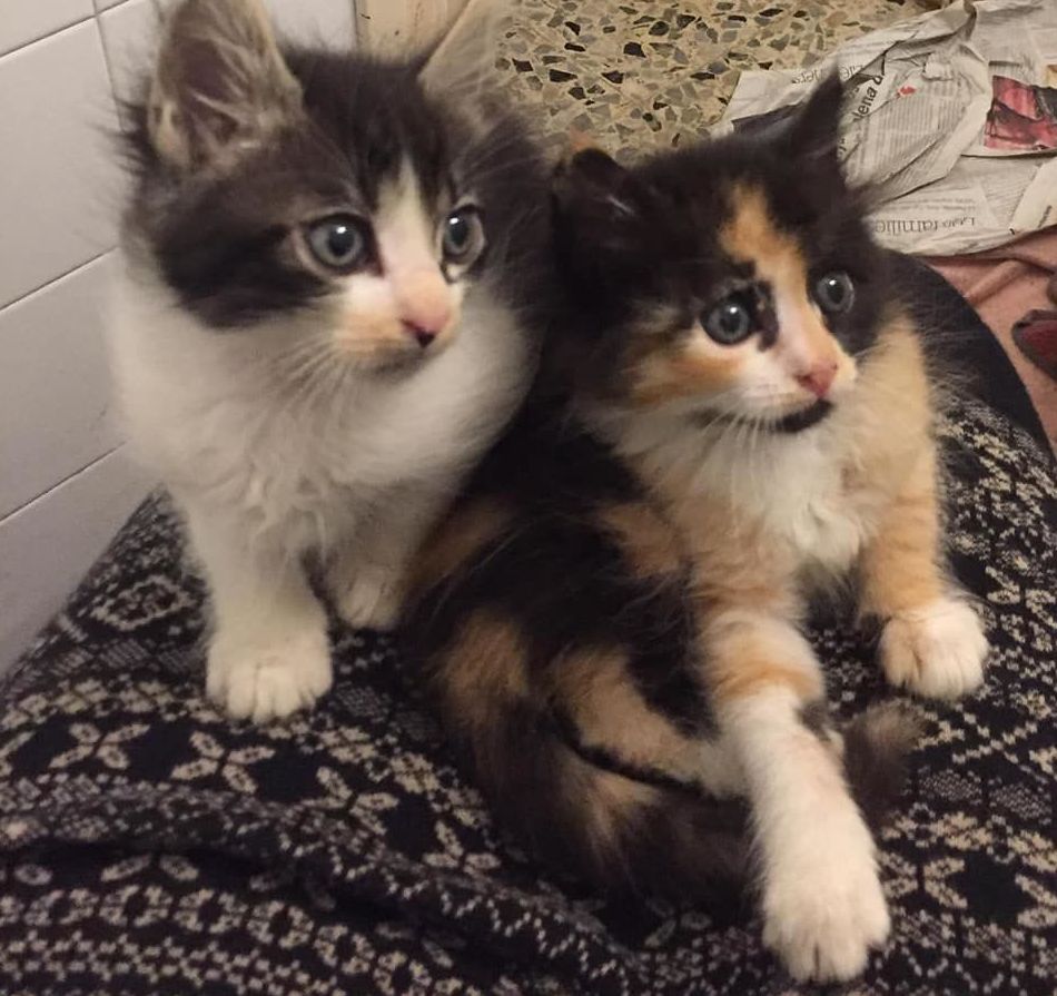 Adopciones felinas: Servicios de Centre Caní De Pedracastell Adopciones felinas: Servicios de Centre Caní De Pedracastell