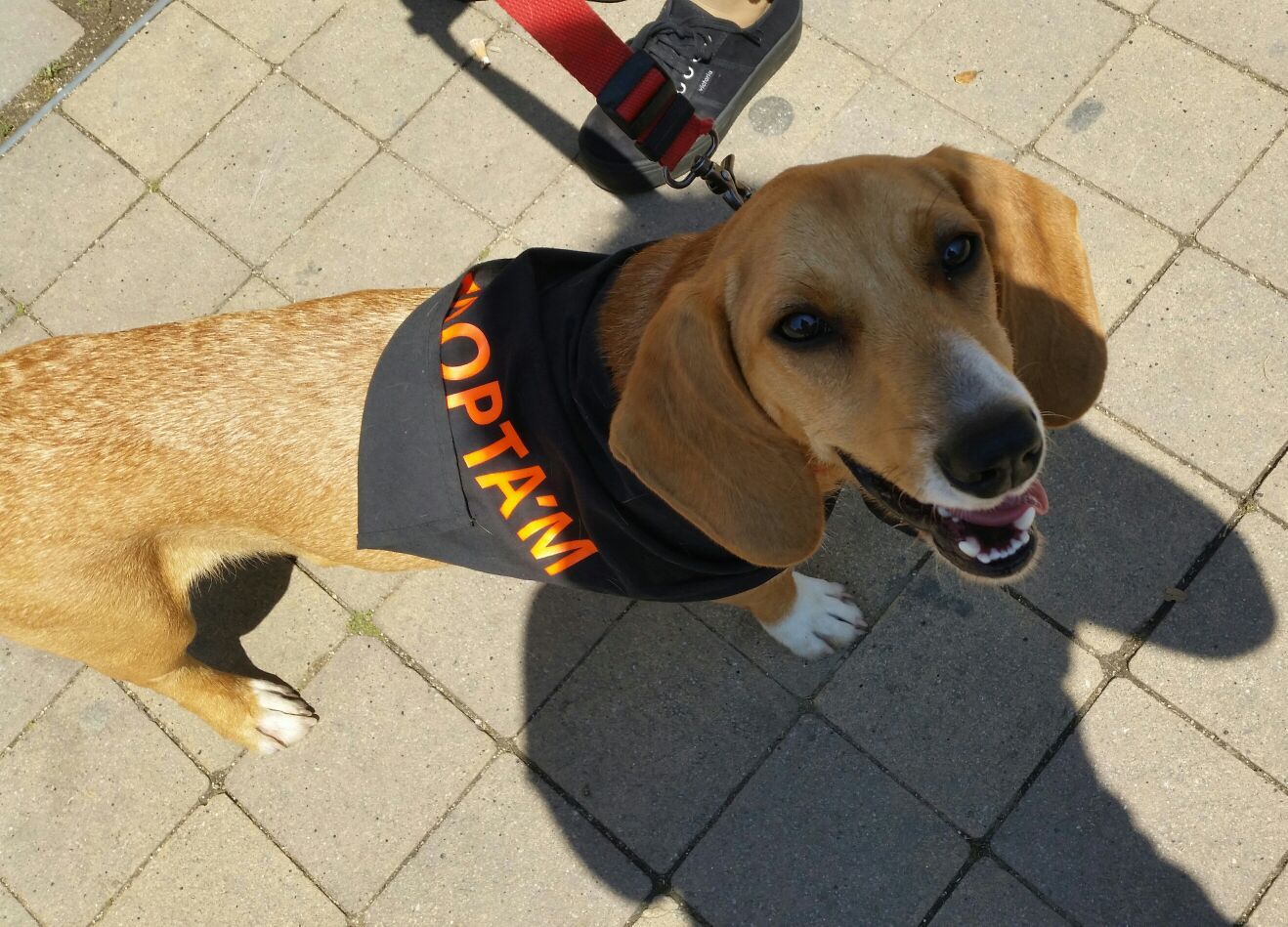 Adopciones caninas: Servicios de Centre Caní De Pedracastell Adopciones caninas: Servicios de Centre Caní De Pedracastell
