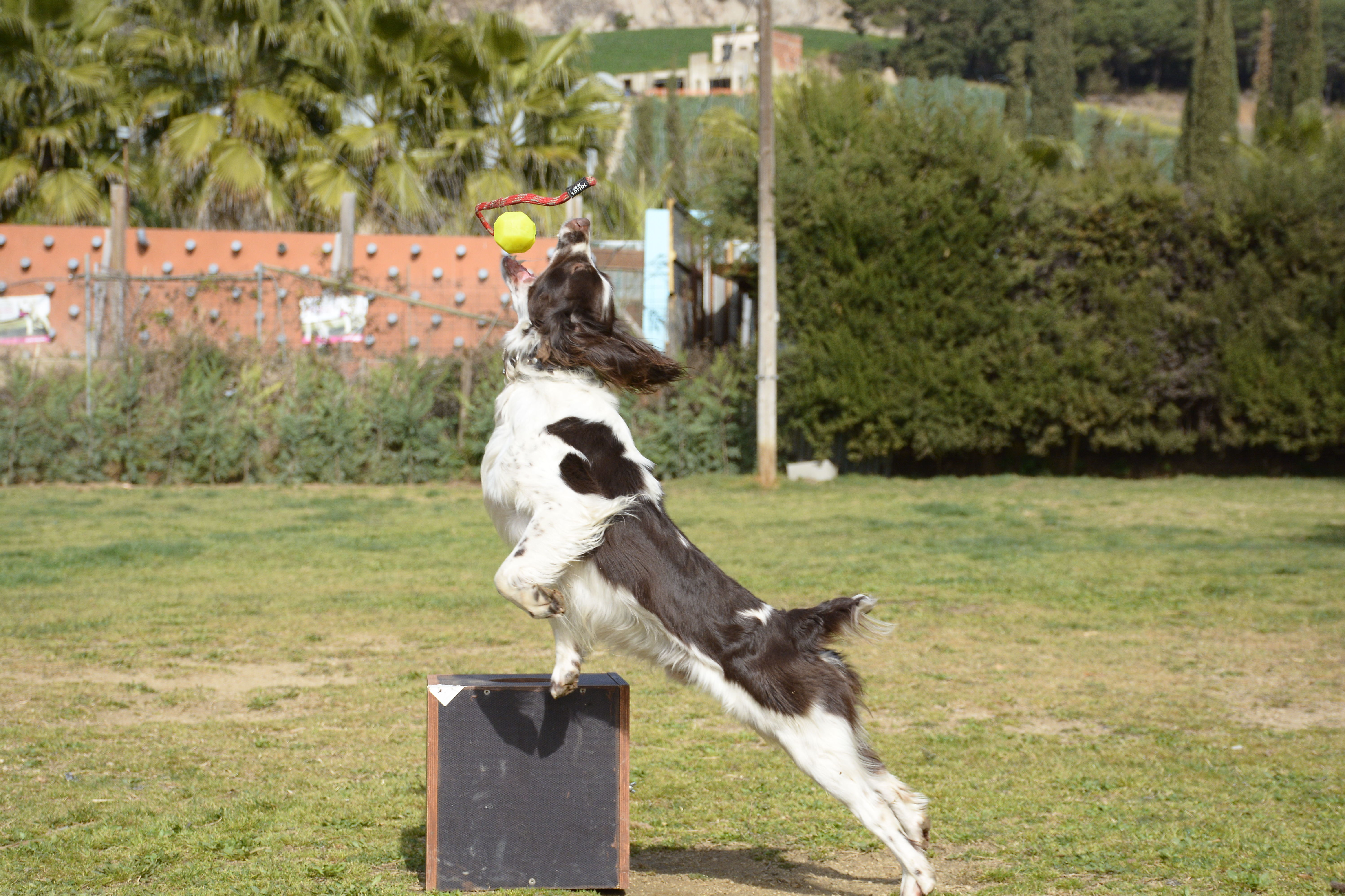 Perros k9: Servicios de Centre Caní De Pedracastell Perros k9: Servicios de Centre Caní De Pedracastell