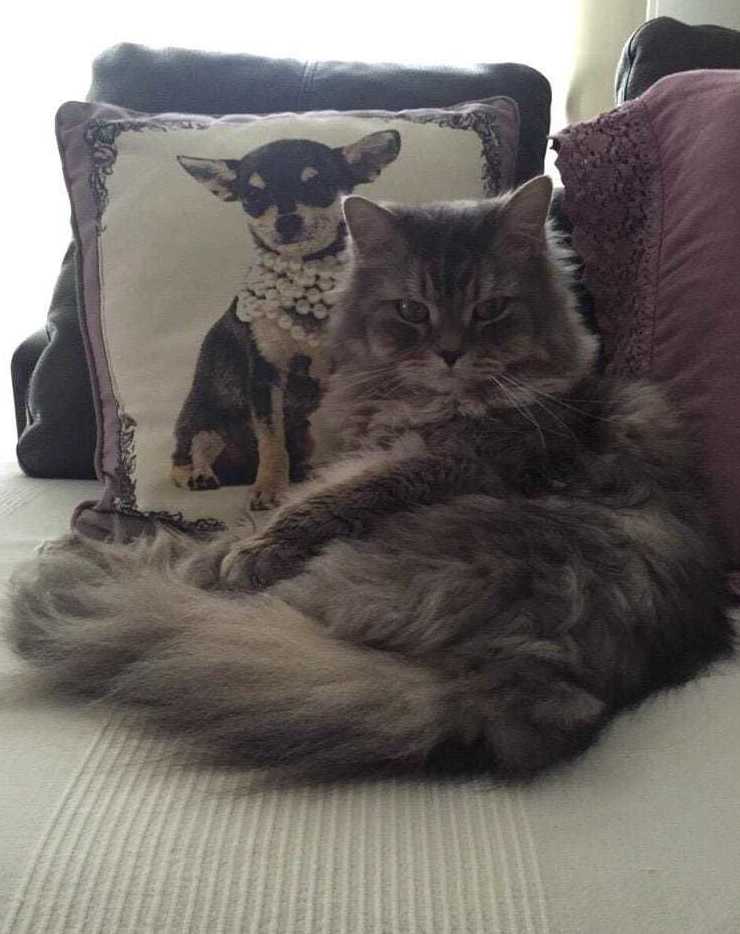 Adopciones felinas: Servicios de Centre Caní De Pedracastell Adopciones felinas: Servicios de Centre Caní De Pedracastell