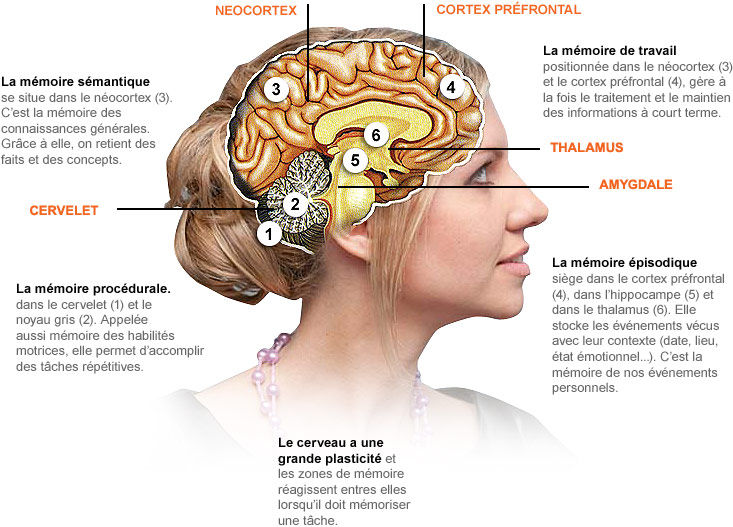 Esquema Cerebro Esquema Cerebro