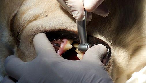 Odontología canina en Madrid