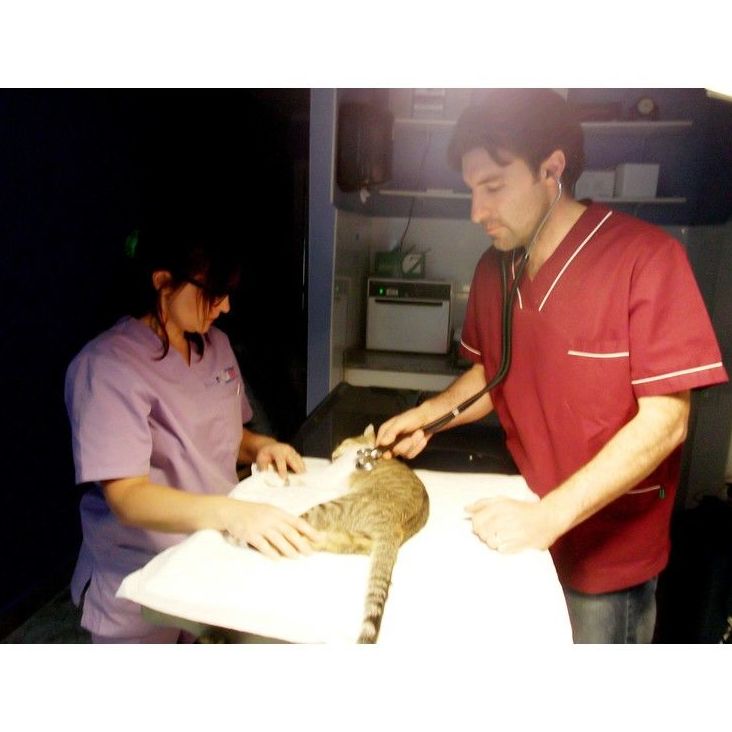 Consultas a domicilio: Servicios de Clínica Veterinaria Vilavet Consultas a domicilio: Servicios de Clínica Veterinaria Vilavet