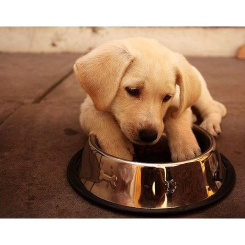 Alimentación: Servicios de Clínica Veterinaria Vilavet Alimentación: Servicios de Clínica Veterinaria Vilavet
