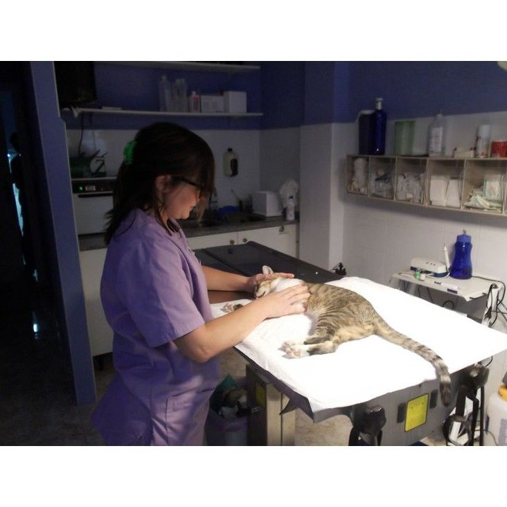 Medicina interna : Servicios de Clínica Veterinaria Vilavet Medicina interna : Servicios de Clínica Veterinaria Vilavet